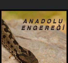 Anadolu Engereği (Belgesel)