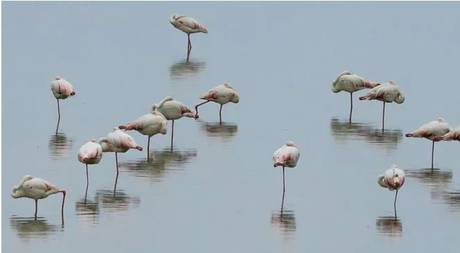İzmir Kuş Cenneti yavru flamingolarla şenlendi
