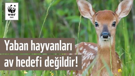 Yaban Hayatı Hepimizin Ortak Değeridir