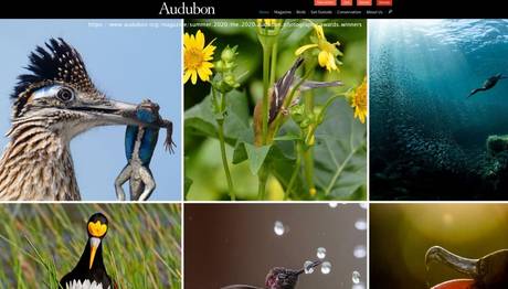 2020 Audubon Fotoğraf Yarışması Sonuçlandı