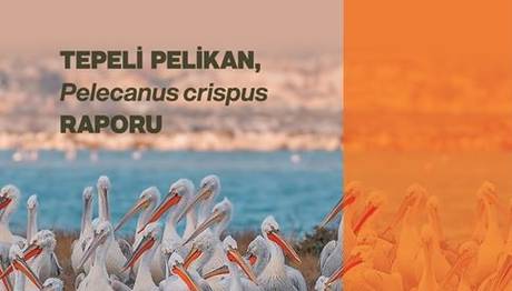 Doğa Derneği Tepeli Pelikan Raporu Yayında