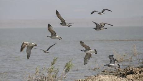 Reyhanlı Barajı 'Kuş Cenneti' Olma Yolunda