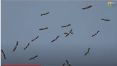 2020 Sonbahar Leylek Göçü