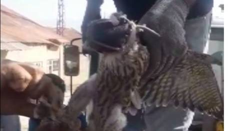 Ayaklarına Kuş ölüsü bağlı, Başında Maske Bulunan Şahin Kurtarıldı