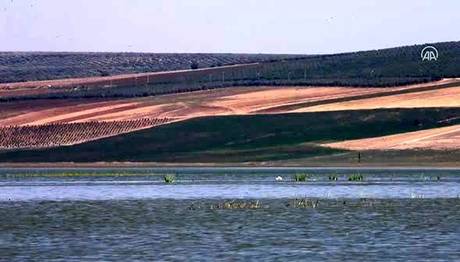 Reyhanlı Barajında Kuş Türü Sayısı 129a Yükseldi