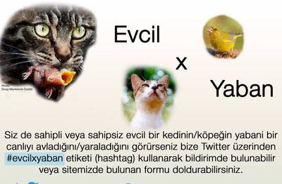 Evcil x Yaban