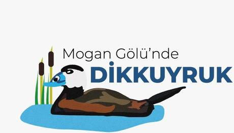 Mogan Gölü'nde Dikkuyruk