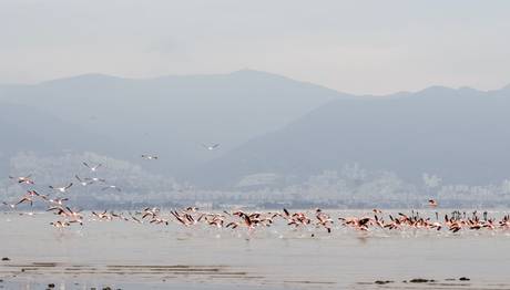 İzmirin UNESCO Adayı Gediz Deltası İçin Birliktelik