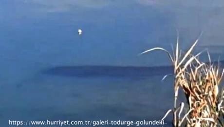 Tödürge Gölü'ndeki Dev Yayın Balıkları Kuşları Ürküttü