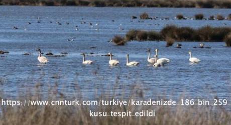 Karadeniz'de 186 bin 259 Su Kuşu Tespit Edildi