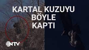 Doğada nadir görülen olay: Kaya Kartal'ın kuzu avı