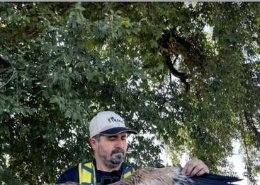 Trakya Şah Kartal Halkalama Çalışmaları