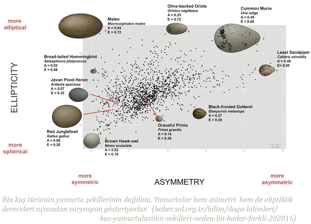 kus-yumurtalarinin-sekilleri-neden-bu-kadar-farkli