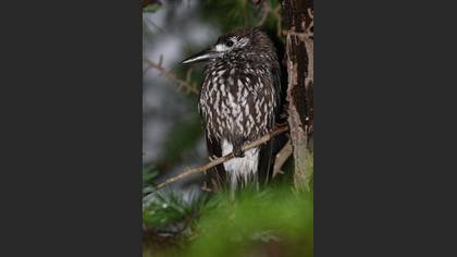 Northern Nutcracker