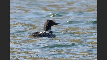 Common Loon