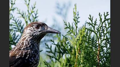 Northern Nutcracker