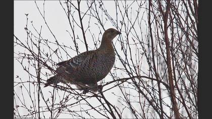 Black Grouse