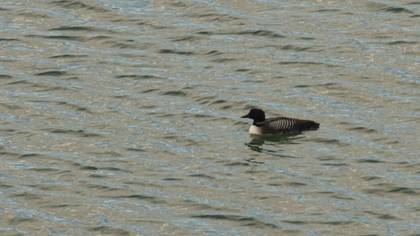 Common Loon