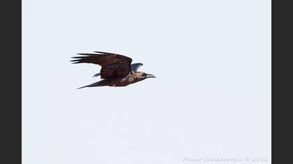 Brown-necked Raven