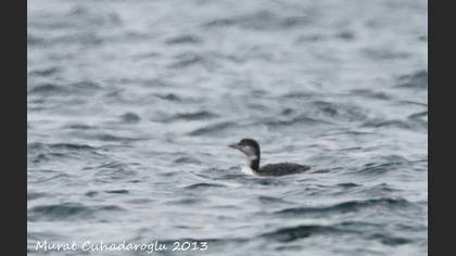 Common Loon