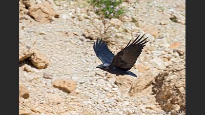 Fan-tailed Raven