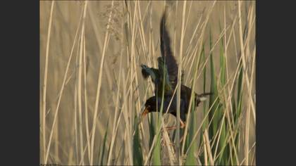 Allen`s Gallinule