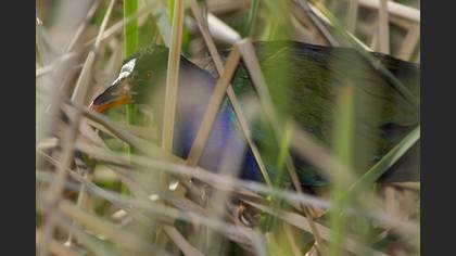 Allen`s Gallinule