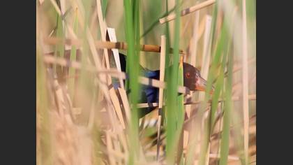 Allen`s Gallinule