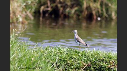 Spotted Sandpiper