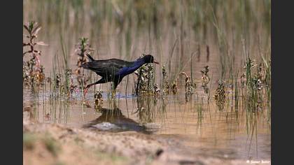 Allen`s Gallinule