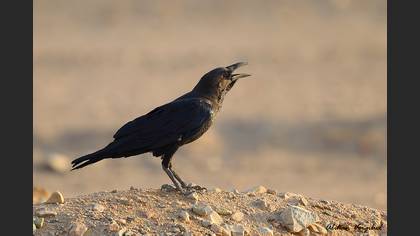 Brown-necked Raven