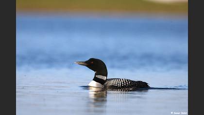 Common Loon