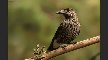 Northern Nutcracker
