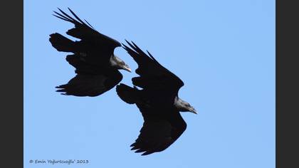Fan-tailed Raven