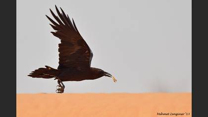 Brown-necked Raven