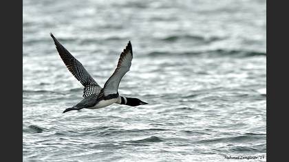 Common Loon