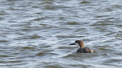 Common Loon