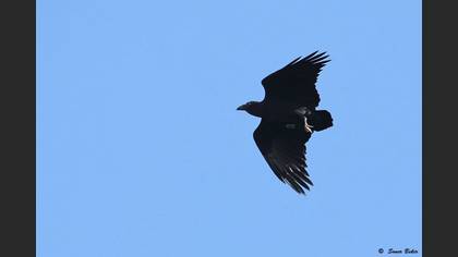Fan-tailed Raven