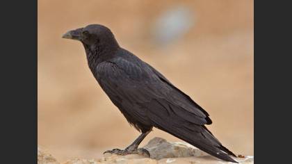 Fan-tailed Raven
