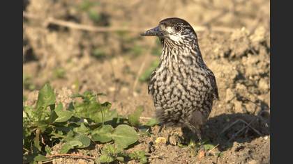 Northern Nutcracker