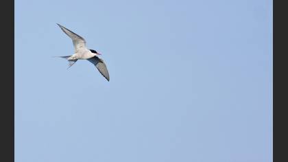 Arctic Tern