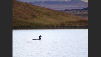 Common Loon