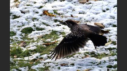 Northern Nutcracker