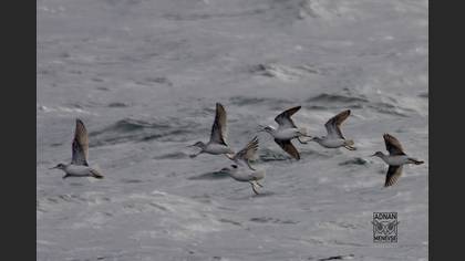 Wilson`s Phalarope