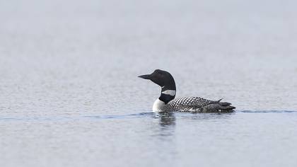 Common Loon