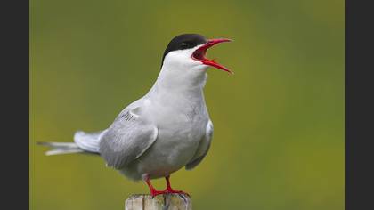 Arctic Tern