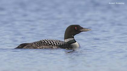 Common Loon