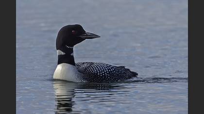 Common Loon