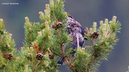 Northern Nutcracker
