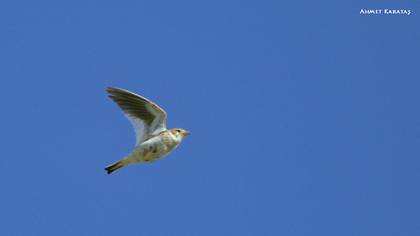White-winged Lark